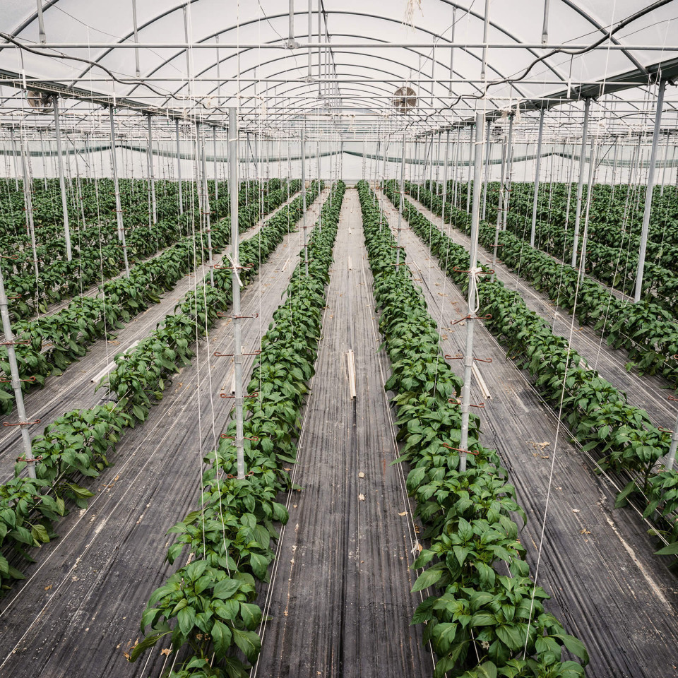 Source.ag